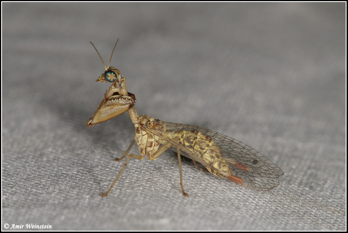 mantispa cf styriaca on light trap